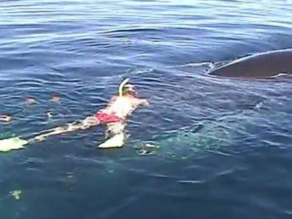 Un sauvetages de baleine des plus émouvants