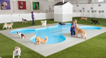 Un terminal aérien pour les animaux