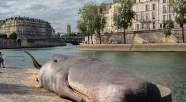Une baleine échouée à Paris