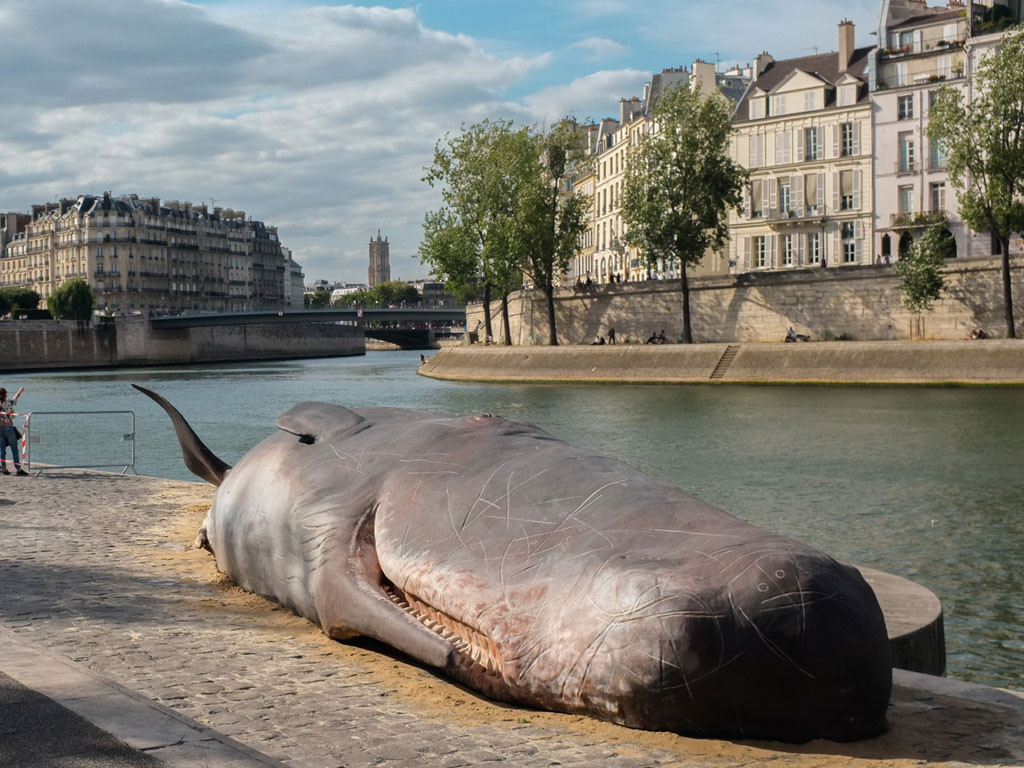Une baleine échouée à Paris