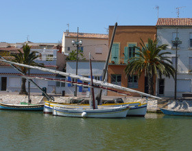 Échappée sauvage en Camargue