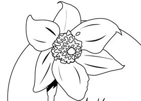 Coloriage : l&rsquo;Anémone