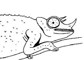 Coloriage : le caméléon