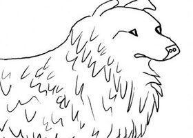 Coloriage : le Colley