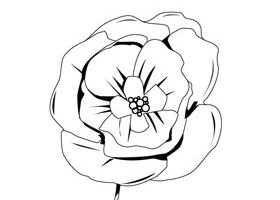 Coloriage : le coquelicot