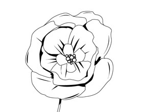 Coloriage : le coquelicot