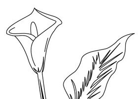 Coloriage : l&rsquo;arum