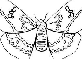 Coloriage : le papillon