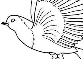 Coloriage : le rouge gorge