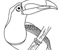 Coloriage : le toucan