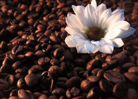 Le chocolat dans tous ses états !