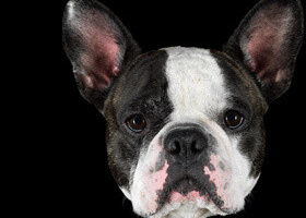 A qui appartiennent ces chiens ?