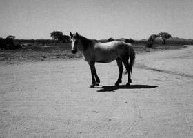 « Land 250 », l&rsquo;exposition de Patti Smith