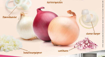 L’oignon, condiment star de nos recettes automne-hiver !   2e édition des « Semaines Aux P’tits Oignons » du 12 octobre au 15 novembre 2015