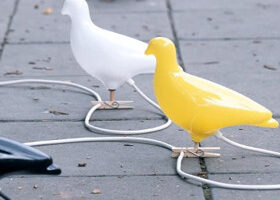 Des pigeons pour éclairer mon nid douillet