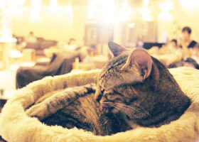 Le premier bar à chat de France ouvre ses portes !