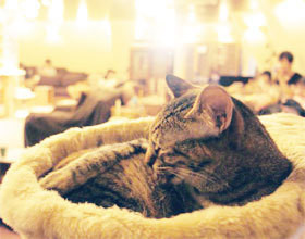 Le premier bar à chat de France ouvre ses portes !