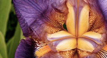 Les anecdotes de Cora #8