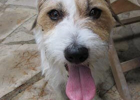 Le Jack Russel : chien Top Tendance