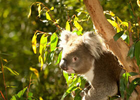 Le Victoria côté nature