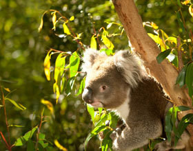Le Victoria côté nature