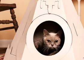 Mon chat joue aux Indiens