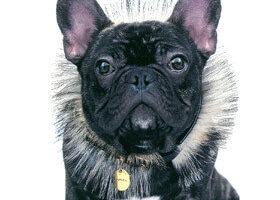 Marcel, une égérie qui a du chien !