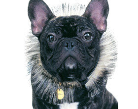 Marcel, une égérie qui a du chien !