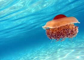 Au secours, ils veulent gâcher mes vacances !