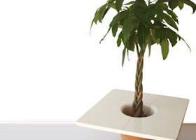 Je veux des plantes d&rsquo;intérieur « design » !