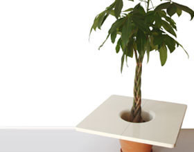 Je veux des plantes d&rsquo;intérieur « design » !