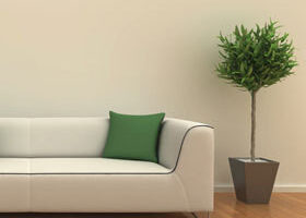 Mes belles plantes, c&rsquo;est pas que de la déco