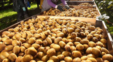 Des kiwis made in france