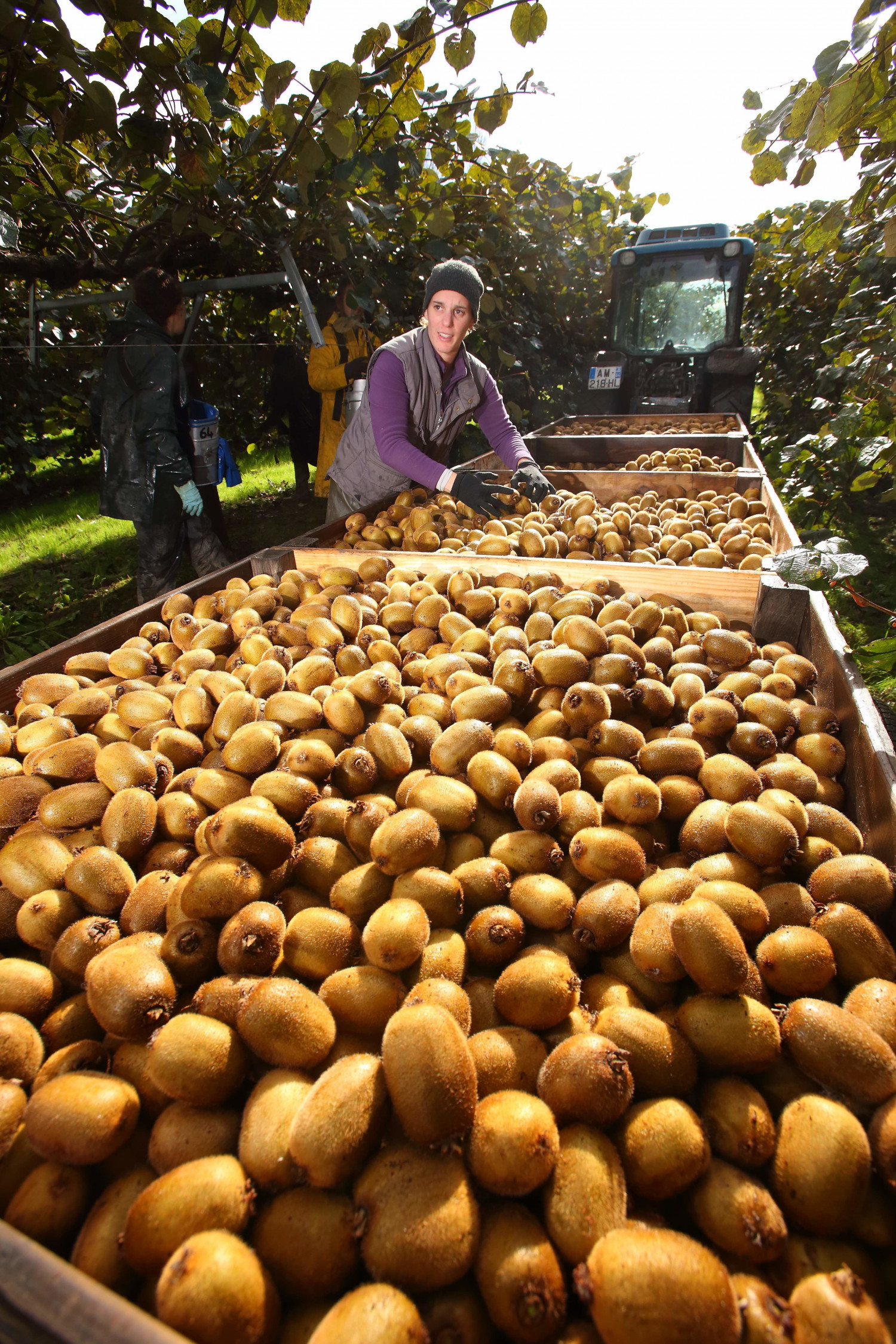 Des kiwis made in france