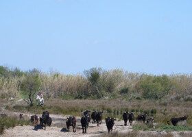 Échappée sauvage en Camargue