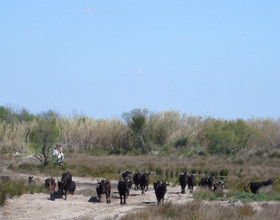 Échappée sauvage en Camargue