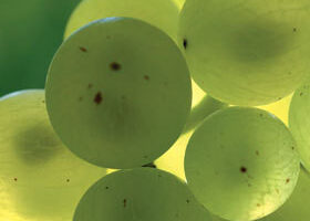 Vendanges dans le Languedoc-Roussillon