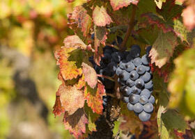 Vendanges en Alsace…