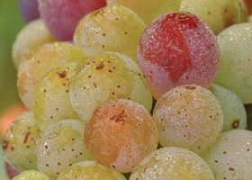 Vendanges en Bourgogne…