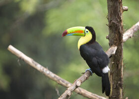 Grands frissons au Costa Rica