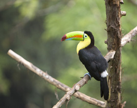 Grands frissons au Costa Rica