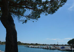 Échappée sauvage en Camargue