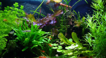 Un aquarium à la maison, pourquoi pas ?