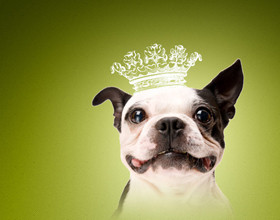 Yummypets : le réseau social 100% animal !