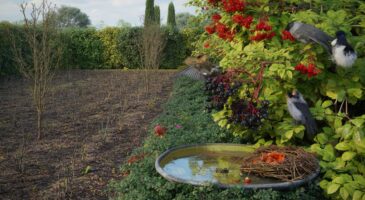 Ce détail négligé en octobre vide vos massifs d’oiseaux : voici comment le sureau noir et l’aubépine relancent la vie au jardin