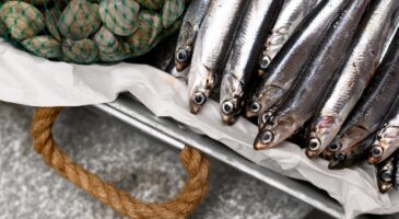 Ni maquereau ni sardine : ce poisson en conserve est le n°1 pour la santé, selon ce gastroentérologue