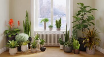 Voici 30 plantes d’intérieur qui résistent au chauffage et à l’air sec, même à 21 degrés, et ce détail change tout en hiver