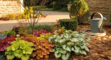 Voici les 3 vivaces des jardiniers paresseux : ce trio discret change un jardin français en oasis sèche, dès novembre et sans corvée d’arrosage
