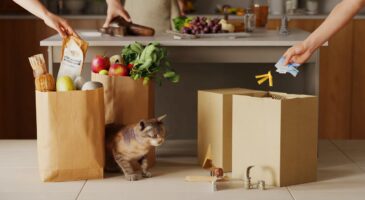Votre chat vide vos sacs de courses : voici 4 gestes simples pour éviter les accidents dès le retour à la maison