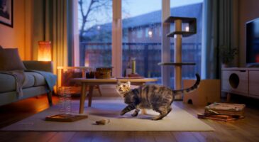 Ce chat qui tourne en rond dans l&rsquo;appartement en novembre 2025 intrigue partout, voici ce que révèle ce manège sur son moral et sa santé